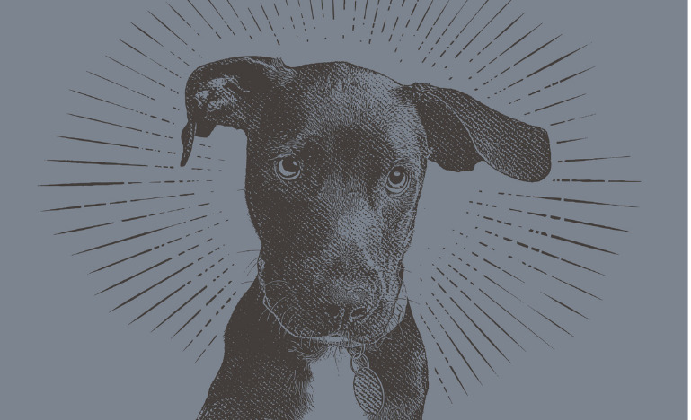 Illustration labrador in an animal shelter