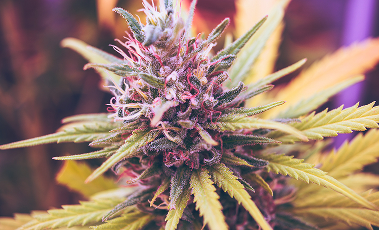 Picture of Marijuana Plant