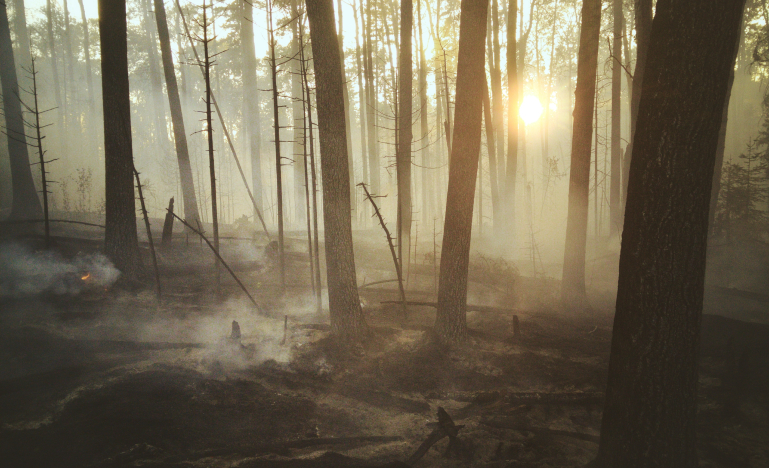 Forest fire