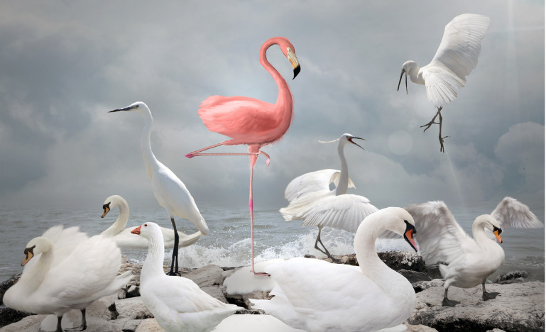 Pink flamingo standing out