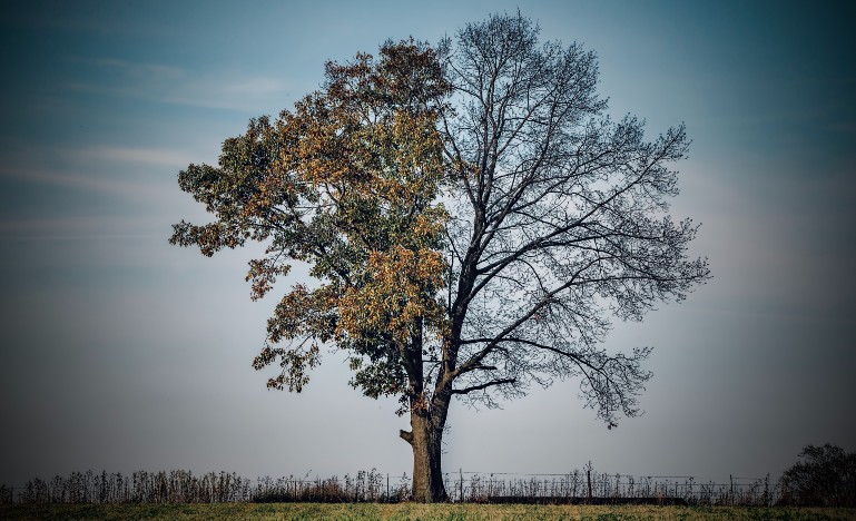 Half tree
