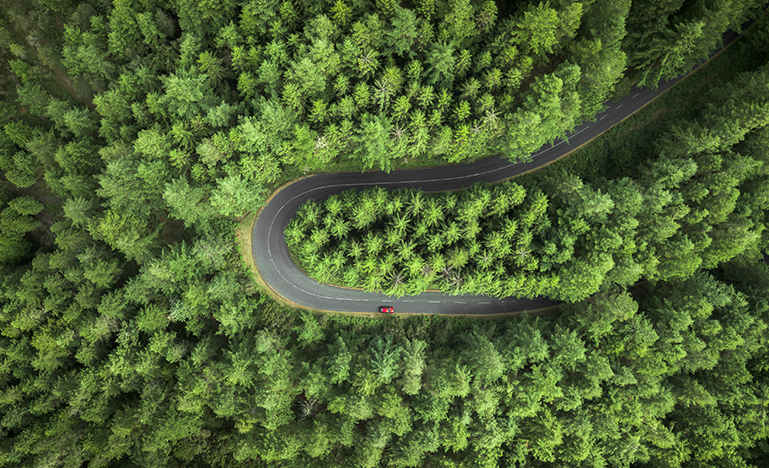 Street surrounded by pine trees