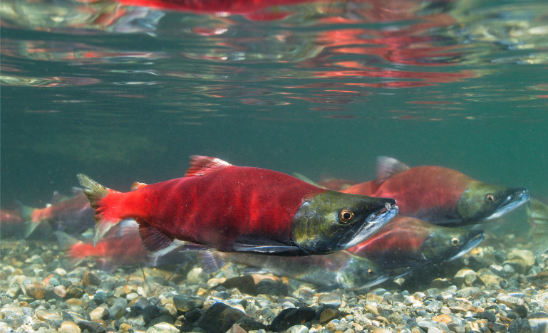 Salmon spwaning