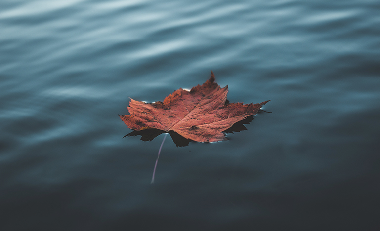 Image of maple leaf floating in water