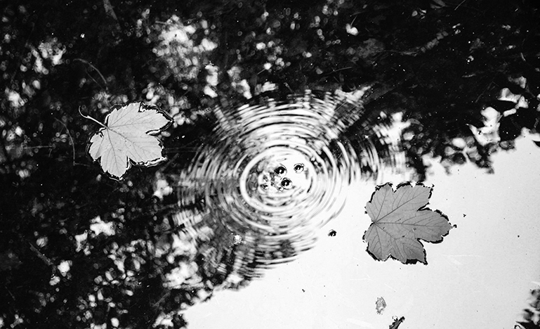 maple leaves floating in water