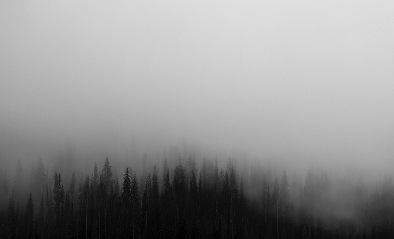 foggy picture of a forest