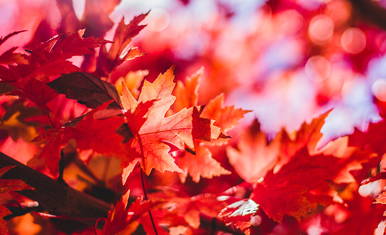 maple leaves