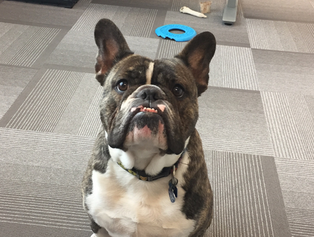 Roscoe apporte une ambiance sereine à Forte Workplace Law