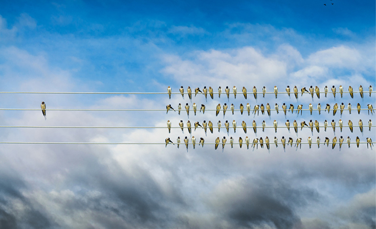 Individuality concept, birds on a wire, alone against mass