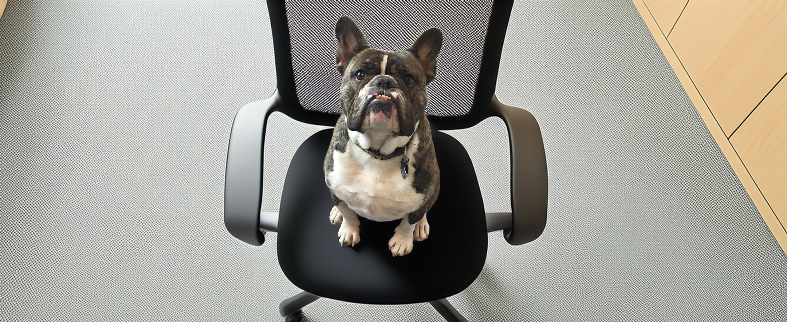 Roscoe apporte une ambiance sereine à Forte Workplace Law