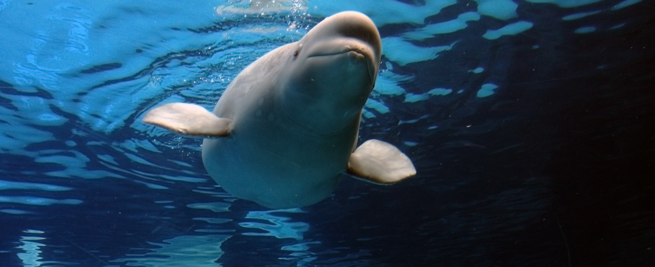 A captive beluga whale swims in a tank