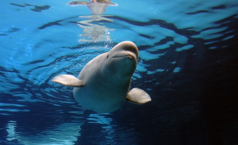 A captive beluga whale swims in a tank