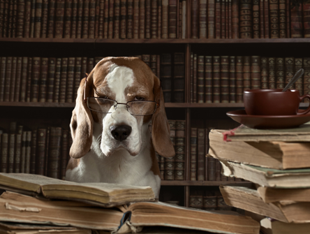 A dog wearing glasses, sitting in front of a bookcase full of law