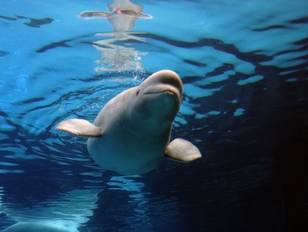 A captive beluga whale swims in a tank