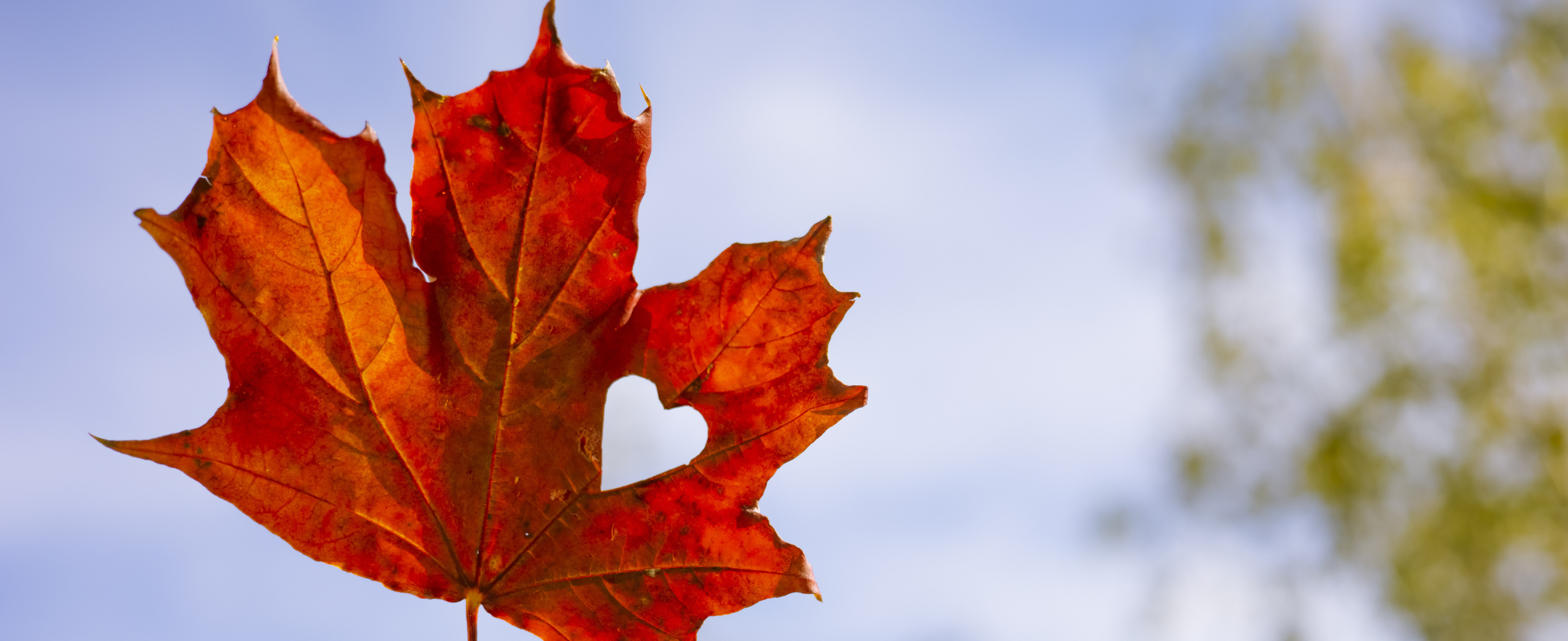 A red maple leaf against a blue sky