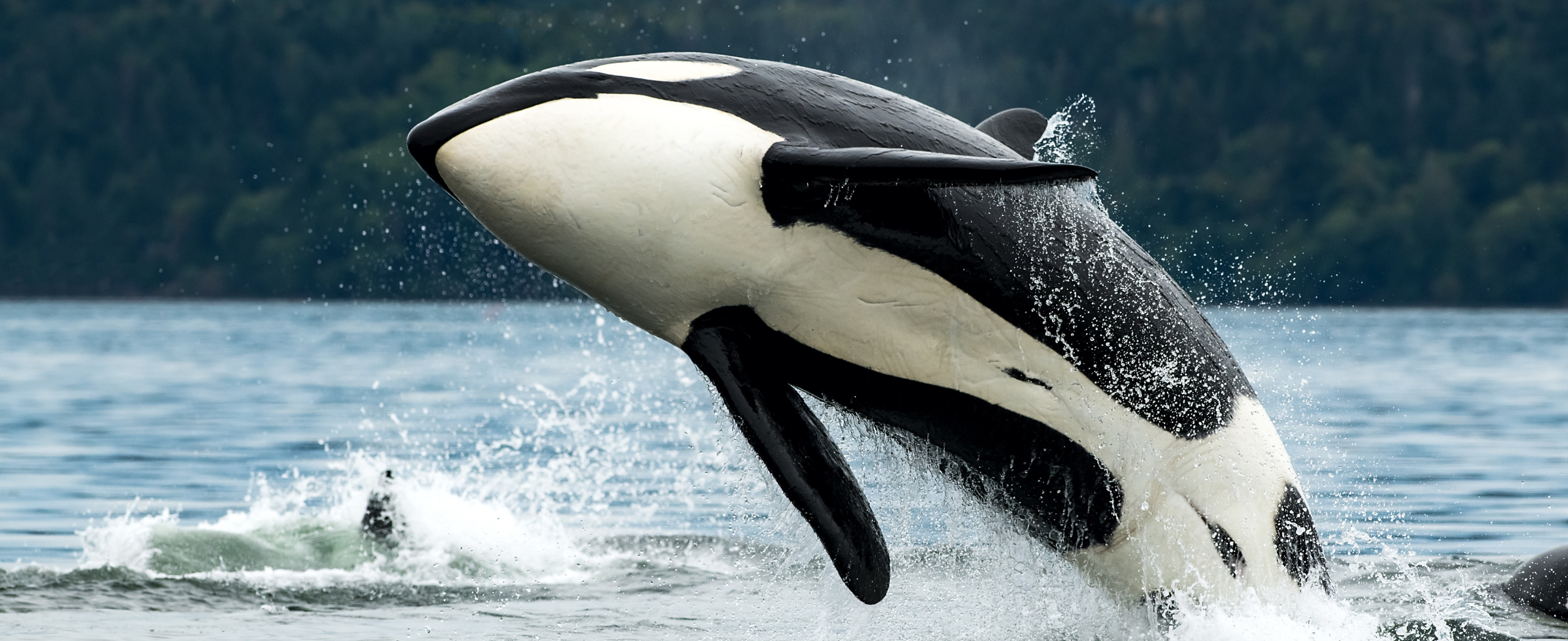 A southern resident killer whale breaches in Cowichan Bay off Vancouver Island