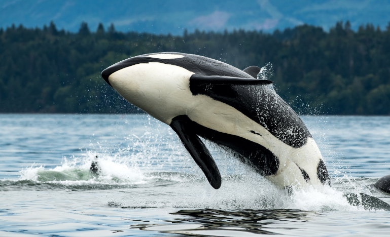 A southern resident killer whale breaches in Cowichan Bay off Vancouver Island