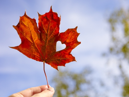 A red maple leaf against a blue sky
